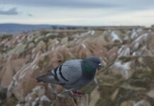 Cappadocia Cave Hotels FAQ and Travel Guide for Turkey
