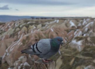 Cappadocia Cave Hotels FAQ and Travel Guide for Turkey